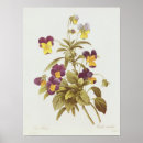 Sök efter viola posters Blomma