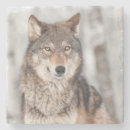 Sök efter canislupus Hund