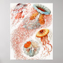 Sök efter forma posters Ernst haeckel