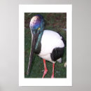 Sök efter australien fotografi Djur