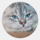 Sök efter kattblått Kissekatt