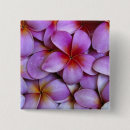 Sök efter plumeria knappar Rosa