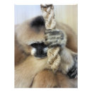 Sök efter gibbon Gibbor