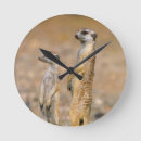 Sök efter suricate Djur