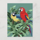 Sök efter macaws vykort Papegoja