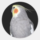Sök efter ost fotografi Djur