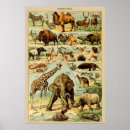 Sök efter elefant posters Zebra