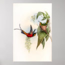 Sök efter hummingbird konst Blomma