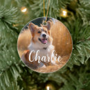 Sök efter husdjur ornament För dem