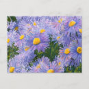 Sök efter asters är vykort Blommor