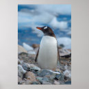 Sök efter antarktis posters Antarctica
