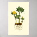 Sök efter floror posters Blommigt