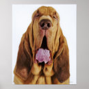 Sök efter hund huvud posters Huvud och bog