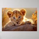 Sök efter lejon unge posters Vild