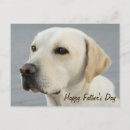 Sök efter gul lab fotografi Hund