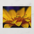 Sök efter gerbera Gerbera tusensköna