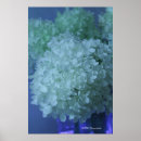 Sök efter vanlig hortensia posters Natur