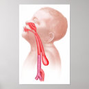 Sök efter nacke posters Biologi