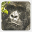 Sök efter rwanda klistermärken Gorilla beringei beringei
