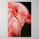 Sök efter fågel fotografi Natur
