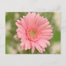 Sök efter rosa gerbera vykort Blommigt