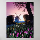 Sök efter holland fotografi Rosa