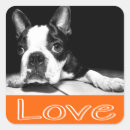 Sök efter boston terrier klistermärken Svart och vitt