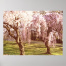 Sök efter körsbärsröda blommar posters Blommigt