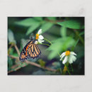 Sök efter butterfly fotografi För henne