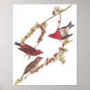 Sök efter lil john posters John james audubon