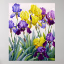 Sök efter gul iris Blommor