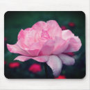 Sök efter blomman musmattor Rosa