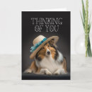 Sök efter sheepdog kort Sheltie