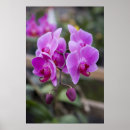 Sök efter purpurfärgad orchid Blommor