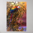 Sök efter macaw Scarlet macaw