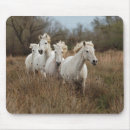 Sök efter hingst musmattor Camargue