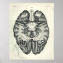 Sök efter cerebellum posters Anatomi