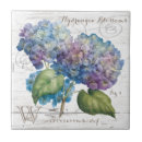 Sök efter vanlig hortensiablomma Blåttvanlig hortensia