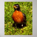 Sök efter rött bröst konst Foto