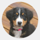 Sök efter mountainns fotografi Hund