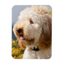 Sök efter varning hund magneter Nyfikenhet