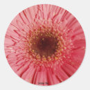 Sök efter daisy för gerbera klistermärken Blommor