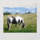 Sök efter svartvit häst vykort För alla