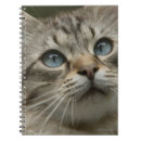 Sök efter innekatt Närbild