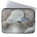 Sök efter swan Cute baby animal