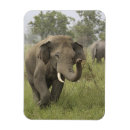 Sök efter indisk elefant magneter Corbett