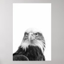 Sök efter örn posters Porträtt
