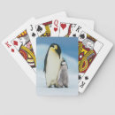 Sök efter kejsare Kejsare penguin