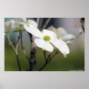 Sök efter dogwoods Blomma