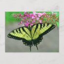 Sök efter tigerswallowtail Hälsning